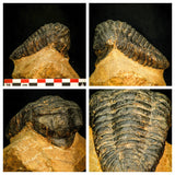 Lot of different trilobites - Order 143942046975
