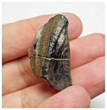 T30 - Rare Ouranosaurus Basal Hadrosaurid Dinosaur Tooth Cretaceous Elrhaz Fm