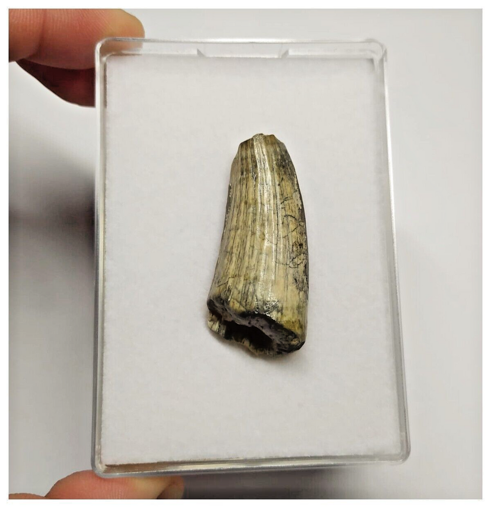 T25 - Rare Suchomimus tenerensis Dinosaur Tooth Lower Cretaceous Elrhaz Fm