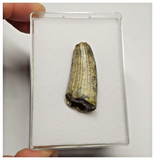 T25 - Rare Suchomimus tenerensis Dinosaur Tooth Lower Cretaceous Elrhaz Fm