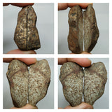 Lot of Different Meteorites: Unclassified NWA Chondrites, Taza NWA 859 - Order (143935394007)