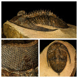 Lot of different trilobites - Order 143942046975
