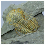 R286/R375/R345/L220 Anetoceras + Harpides + Hamatolenus + Equicalastrobus - Oosterbeek Order