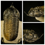 Lot of different trilobites - Order 143942046975