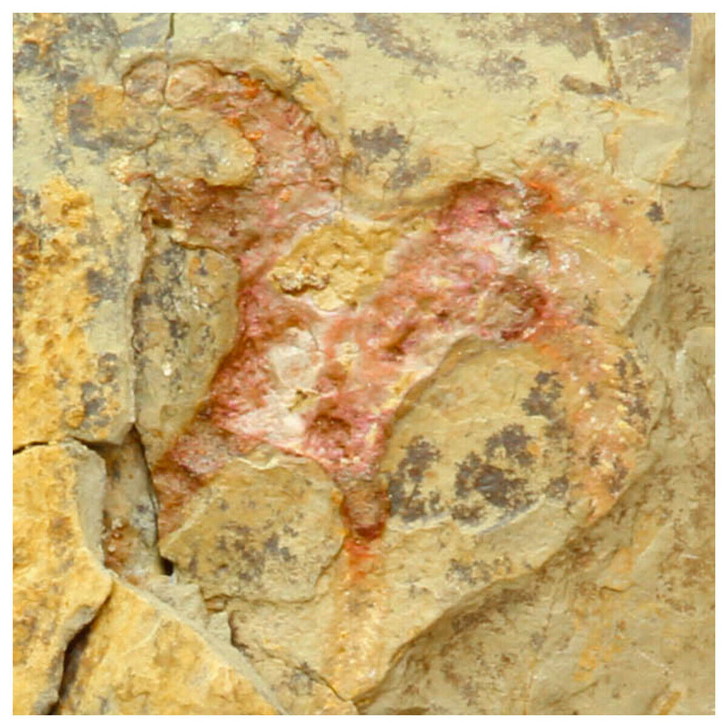 M9-Exceptional Soft Bodied Marrellomorph (Furca mauretanica) Ordovician Fezouata - Beale Order