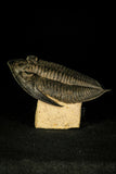 Lot of different trilobites - Order 143942046975