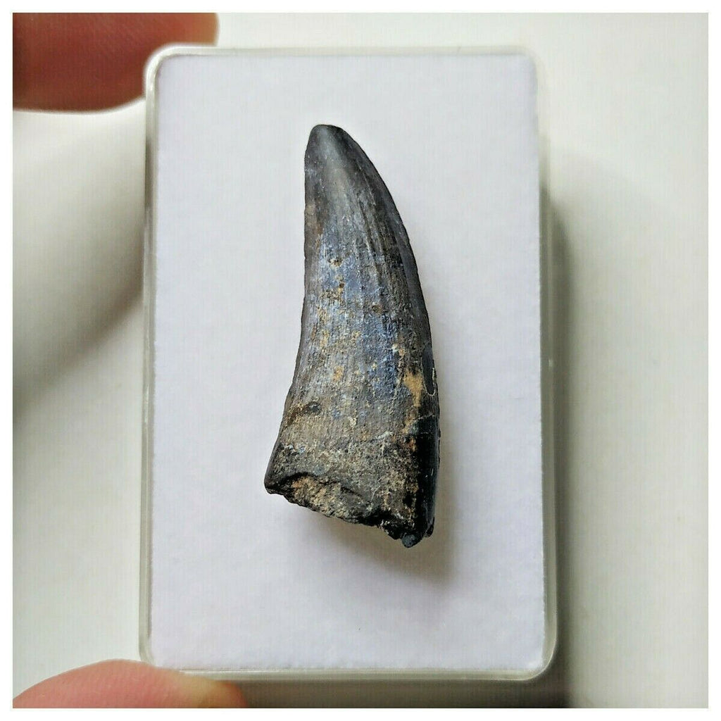 S8 - Exceedingly Rare Suchomimus tenerensis Dinosaur Tooth - Elrhaz Fm - Niger