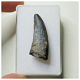 S8 - Exceedingly Rare Suchomimus tenerensis Dinosaur Tooth - Elrhaz Fm - Niger