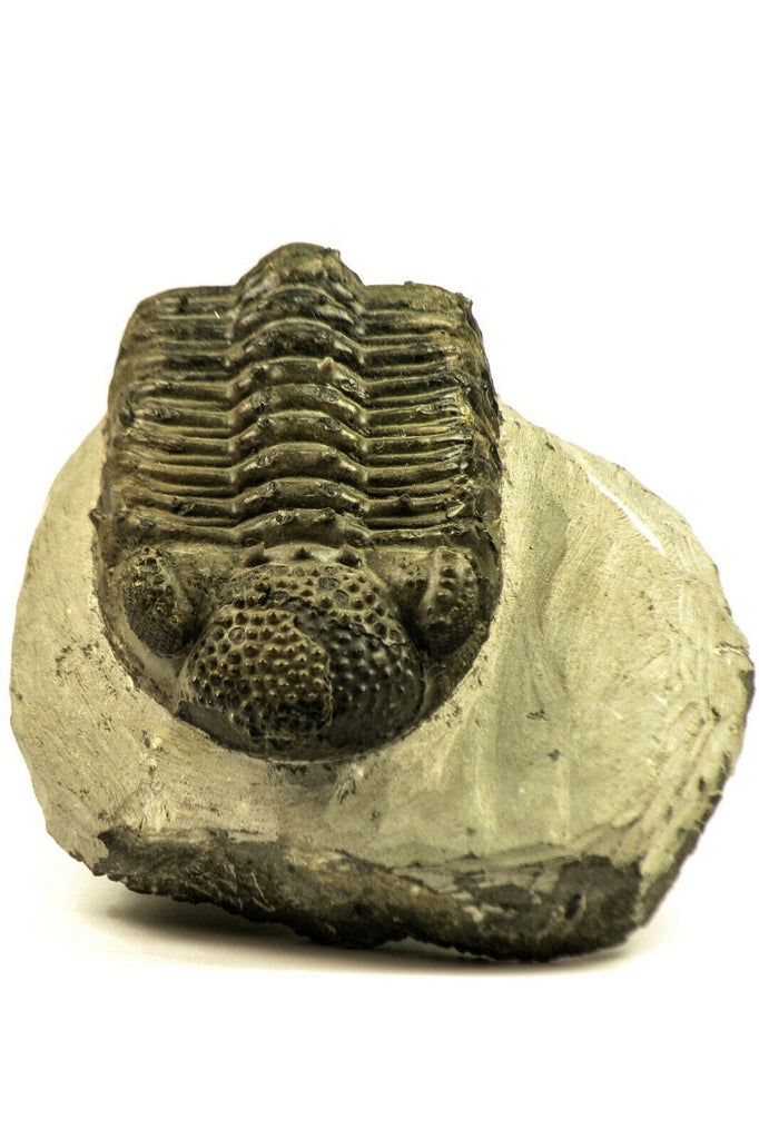 3 Drotops armatus + 1 Petraster. Adam Order