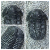 Gerastos + Cornuproetus + Drotops - Xavier Order