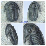 Gerastos + Cornuproetus + Drotops - Xavier Order