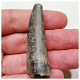 E4- Rare Eocarcharia dinops Dinosaur Tooth - Cretaceous Elrhaz Fm Tenere Desert