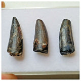 S46 - Set of 3 Rare Suchomimus tenerensis Dinosaur Teeth Cretaceous Elrhaz Fm Niger