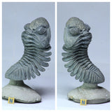 R331 & R332 Crotalocephalina + Drotops megalomanicus Devonian Trilobites - Order Barfield