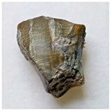 S50 - Ouranosaurus nigeriensis Basal Hadrosaur Dinosaur Tooth Cretaceous Elrhaz Fm