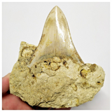 T122 - Finest Quality Serrated 2.63'' Megalodon Tooth in Matrix Indonesia Location