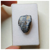 S36 - Ouranosaurus nigeriensis Basal Hadrosaur Dinosaur Tooth Cretaceous Elrhaz Fm