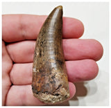 E1- Finest Grade Eocarcharia dinops Dinosaur Tooth - Cretaceous Elrhaz Fm Tenere Desert