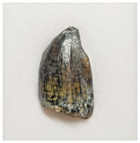 T46 - Rare Jobaria tiguidensis Sauropod Dinosaur Tooth Jurassic Tiouraren Fm