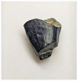 T27 - Rare Ouranosaurus Basal Hadrosaurid Dinosaur Tooth Cretaceous Elrhaz Fm