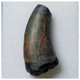 S28 - Rare Eocarcharia dinops Dinosaur Tooth - Cretaceous Elrhaz Fm Tenere Desert