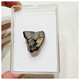 E12 - Ouranosaurus nigeriensis Basal Hadrosaur Dinosaur Tooth Cretaceous Elrhaz Fm