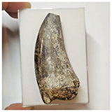 W8 - Rare Eocarcharia dinops Dinosaur Tooth - Cretaceous Elrhaz Fm Tenere Desert