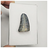 JS153 - Rare Eocarcharia dinops Dinosaur Tooth Cretaceous Elrhaz Fm Tenere Desert