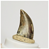 S41 - Eocarcharia dinops Dinosaur Tooth - Cretaceous Elrhaz Fm Tenere Desert