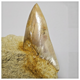 T119 - Finest Quality Serrated 3.70'' Megalodon Tooth in Matrix Indonesia Location