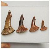 T182 - Set of 4 Nicely Preserved Onchopristis numidus Upper Cretaceous KemKem