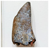 E6 - Rare Eocarcharia dinops Dinosaur Tooth - Cretaceous Elrhaz Fm Tenere Desert