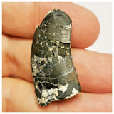 JS78 - Rare Afrovenator abakensis Megalosaurid Dinosaur Tooth Jurassic Tiouraren Fm