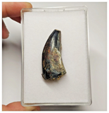 T14 - Top Rare Eocarcharia dinops Dinosaur Tooth - Cretaceous Elrhaz Fm