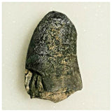 J28- Rare Eocarcharia dinops Dinosaur Tooth - Cretaceous Elrhaz Fm Tenere Desert