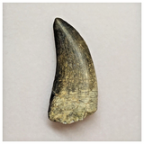 T42 - Rare Eocarcharia dinops Dinosaur Tooth - Cretaceous Elrhaz Fm Tenere Desert