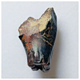 S12 - Ouranosaurus nigeriensis Basal Hadrosaur Dinosaur Tooth Cretaceous Elrhaz Fm