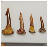 T185 - Set of 4 Nicely Preserved Onchopristis numidus Sawfish Rostral Teeth Upper Cretaceous KemKem