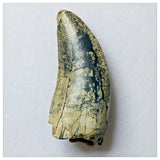 S4- Rare Afrovenator abakensis Megalosaurid Dinosaur Tooth Jurassic Tiouraren Fm