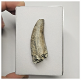 JS154 - Rare Eocarcharia dinops Dinosaur Tooth Cretaceous Elrhaz Fm Tenere Desert