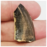 JS44 - Rare Eocarcharia dinops Dinosaur Tooth - Cretaceous Elrhaz Fm Tenere Desert
