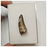 W21 - Rare Suchomimus tenerensis Dinosaur Tooth Lower Cretaceous Elrhaz Fm