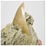 T121 - Finest Quality Serrated 3.22'' Megalodon Tooth in Matrix Indonesia Location