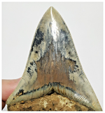 T130 - Finest Huge Serrated 4.52'' Megalodon Tooth from Rare Indonesia Location