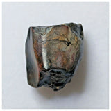 S14 - Ouranosaurus nigeriensis Basal Hadrosaur Dinosaur Tooth Cretaceous Elrhaz Fm