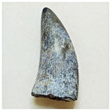 JS40 - Rare Eocarcharia dinops Dinosaur Tooth - Cretaceous Elrhaz Fm Tenere Desert