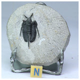 Lot of Trilobites and Dinosaur Teeth -YangKe Order