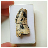 S31 - Rare Afrovenator abakensis Megalosaurid Dinosaur Tooth Jurassic Tiouraren Fm