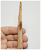 T145 - Rare 5.78'' Alanqa saharica Cretaceous Azhdarchid Pterosaur Dentary Bone