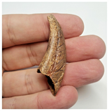 T72 - Top Rare 1.77 Inch Upper Cretaceous Pterosaur Claw KemKem Beds Ifezouane Fm